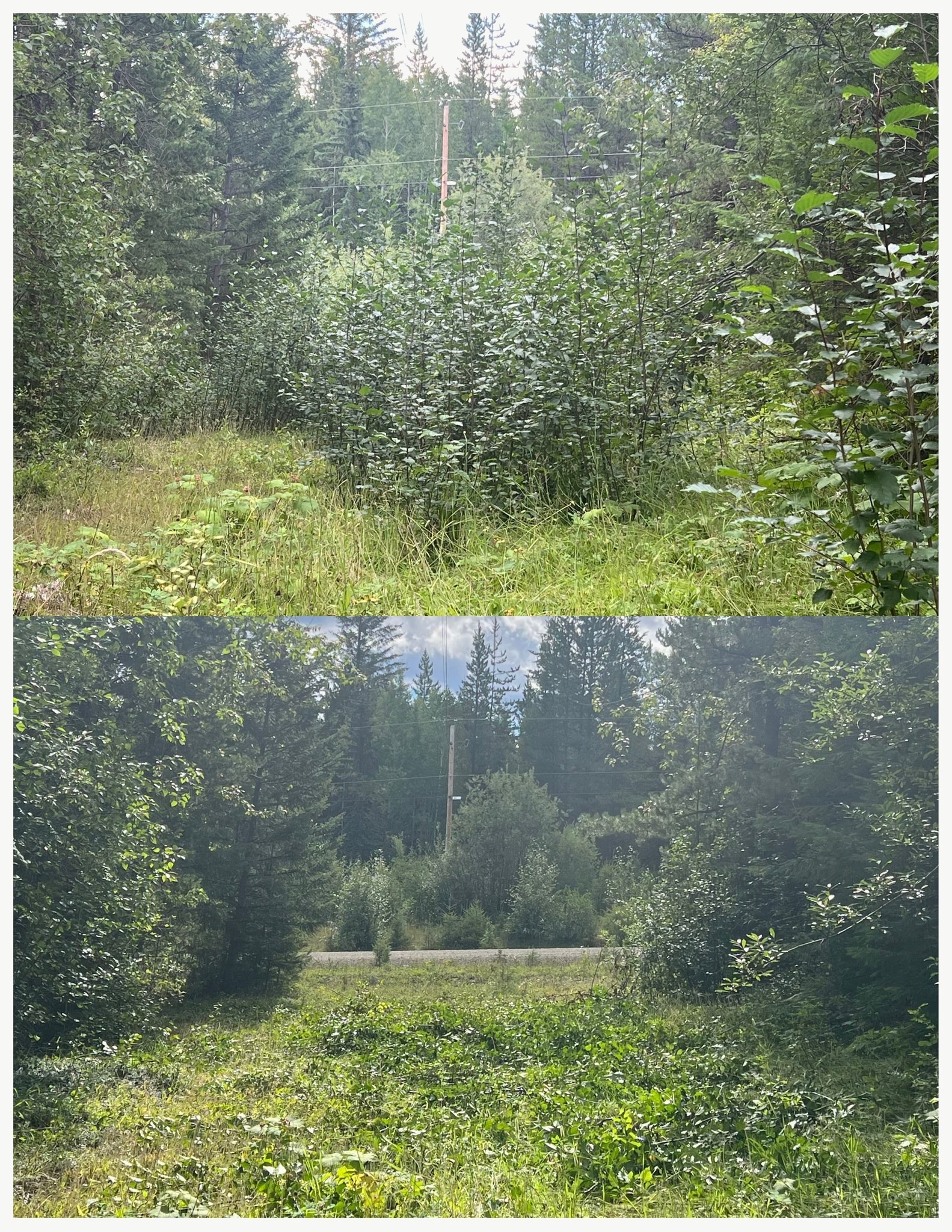 Brush clearing — overgrown area to clean yard