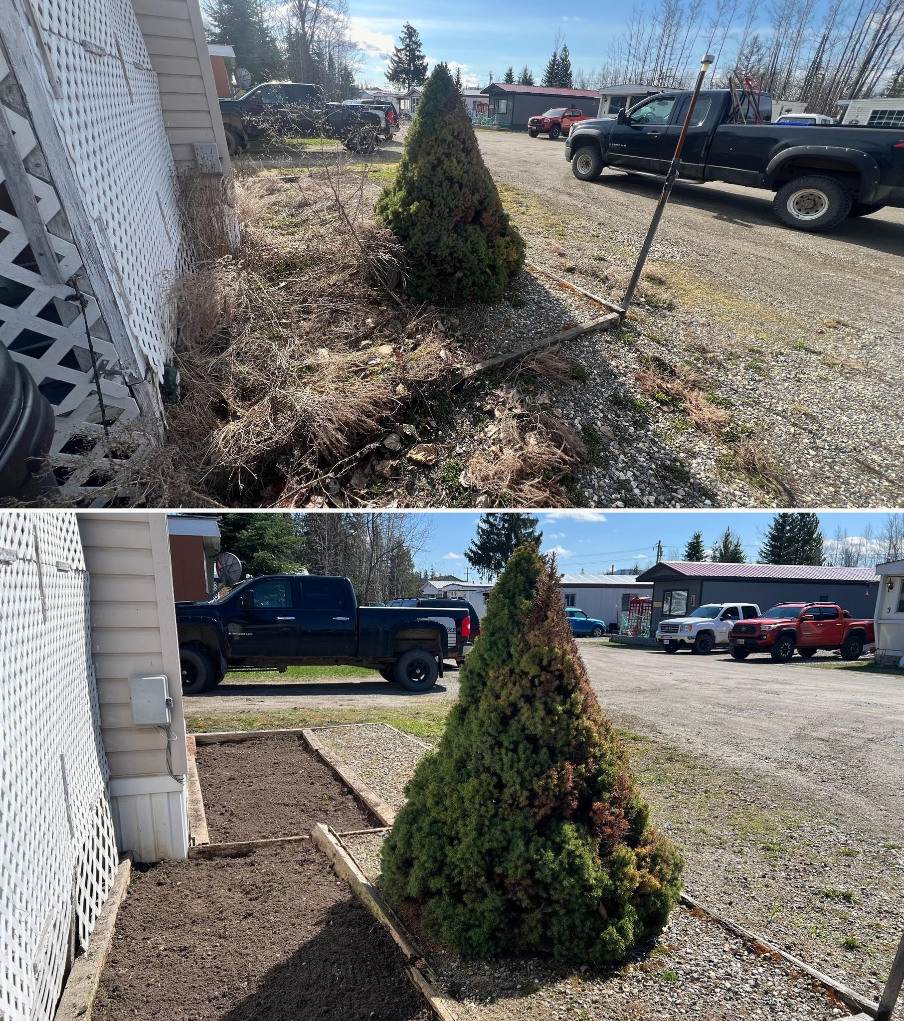Bush and hedge trimming before and after